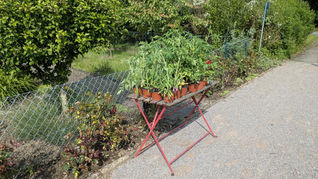 Tomatenpflanzen zu verschenken